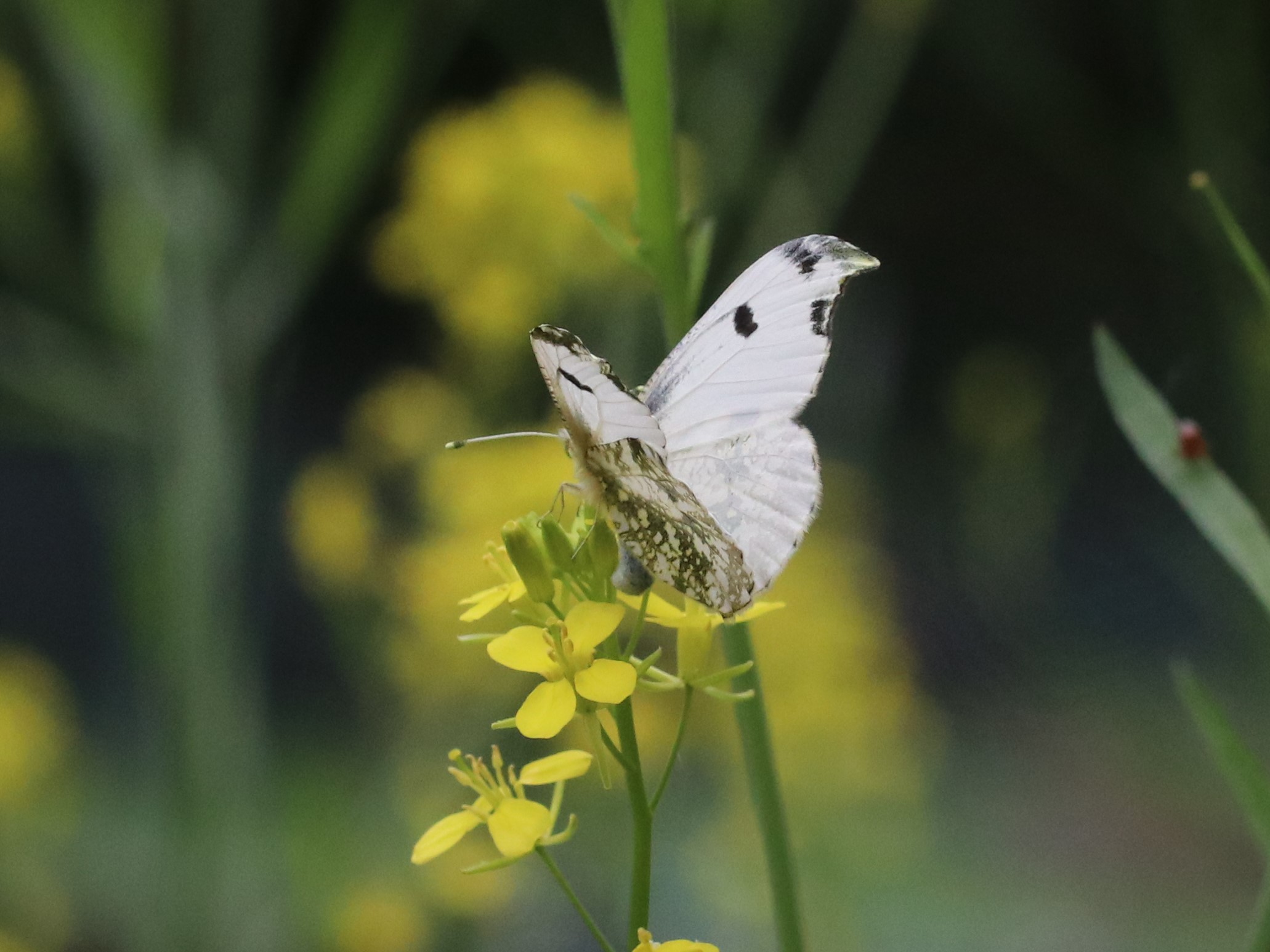 菜の花とツマキチョウ